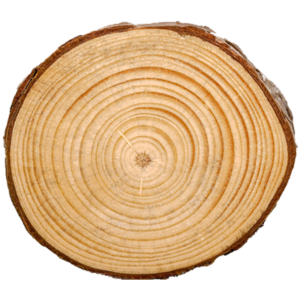 Tree stump cross-section showing growth rings after grinding